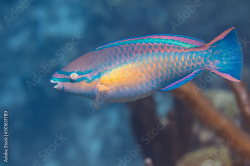 Princess Parrotfish on Coral Reef photo