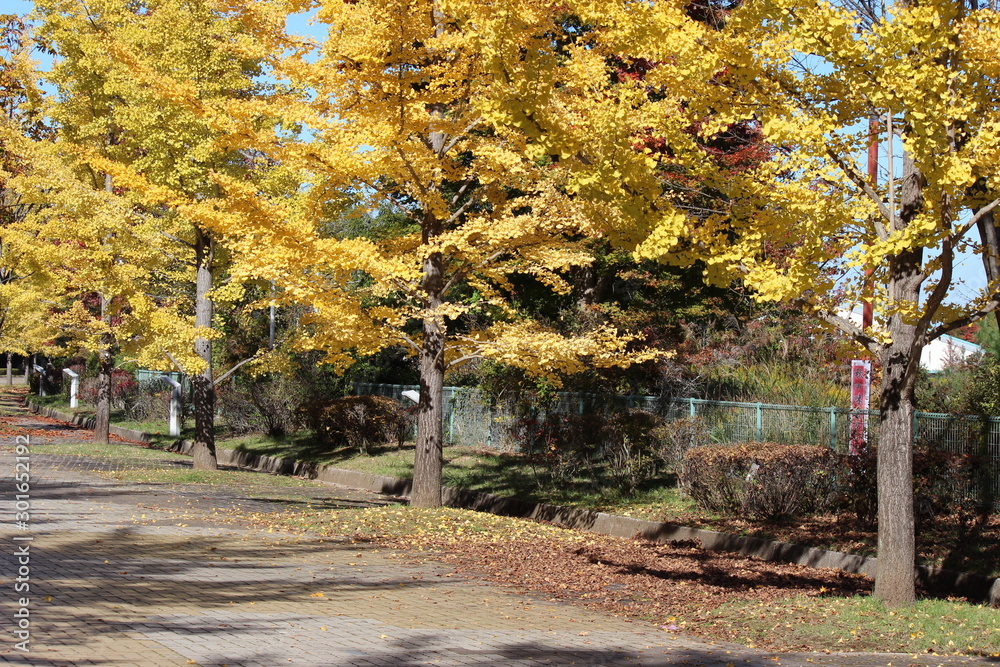 Naklejka premium 鮮やかなイチョウの木
