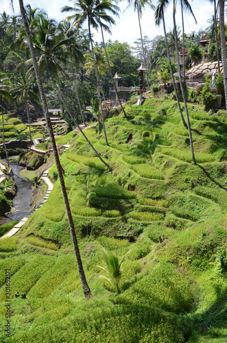 Tegallalang rice terraces in Bali, Indonesia