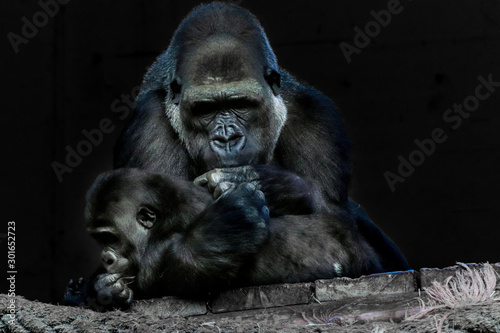a gorilla mother playing with her baby photo