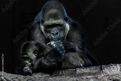 a gorilla mother playing with her baby