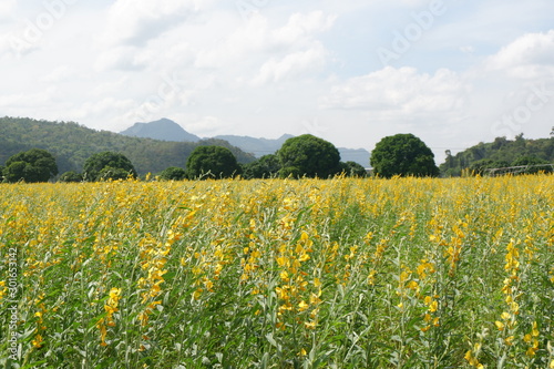 lant in the legume family , Beautiful yellow flowers