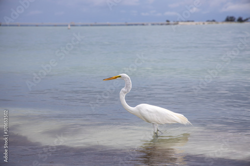 Heron fishing