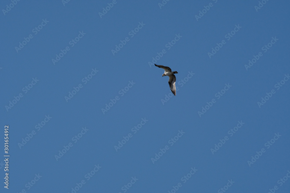 osprey in flight osprey in flight