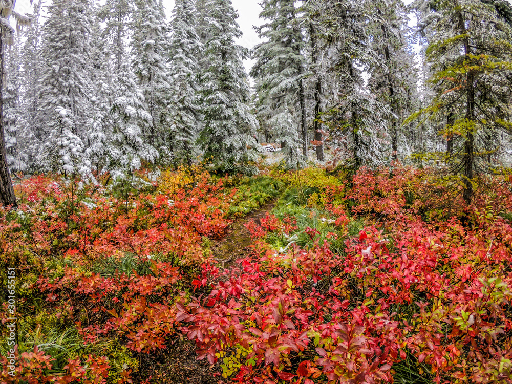 Fall colors with snow covered tree in Northern Oregon