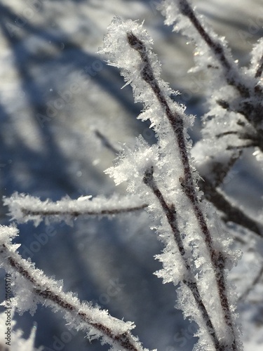 frozen branches covered with snow