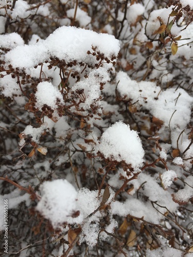 snow cowered dry bush branch