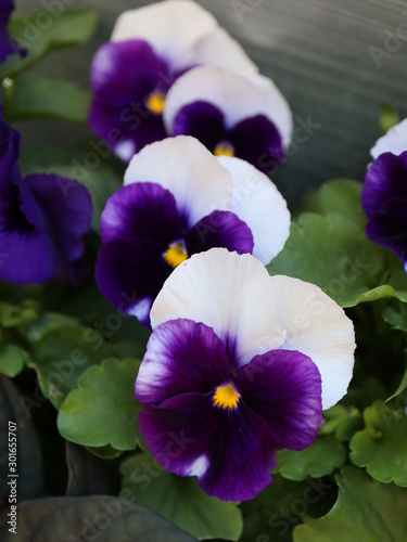 pansies in the garden