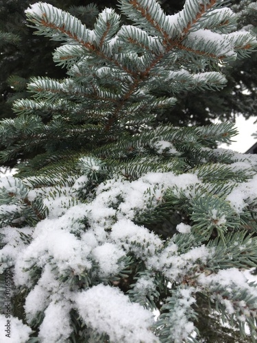 snow covered  pine tree branches