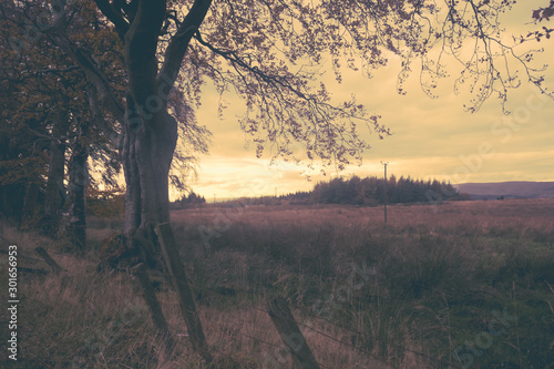 Fantasy  dramatic rural landscape with trees and fields in vintage colors