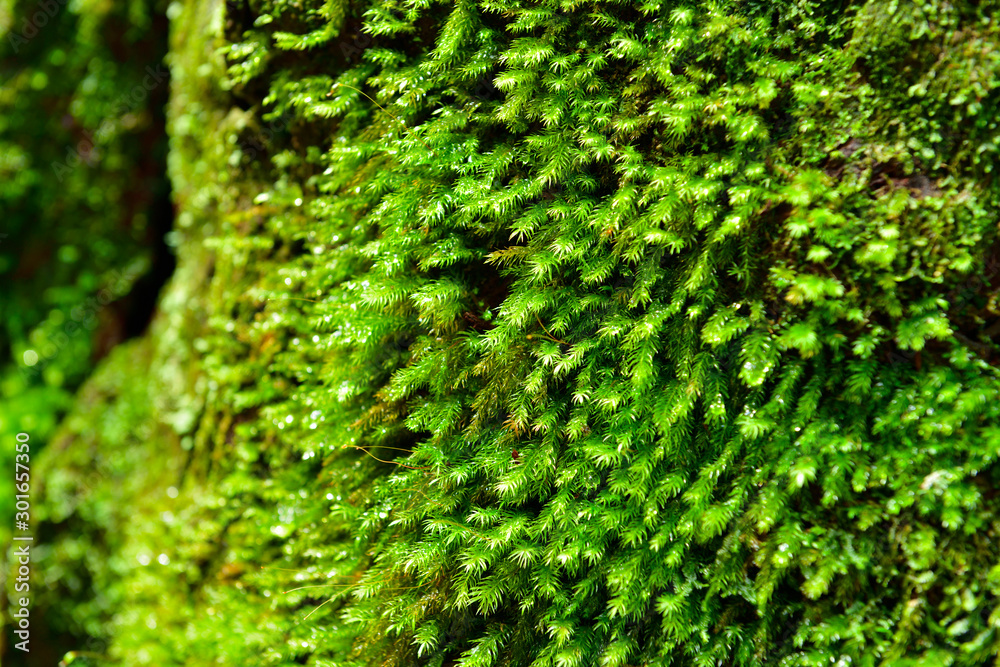 Fototapeta premium 苔