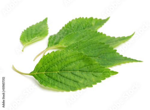 Mint leaf isolated over white background
