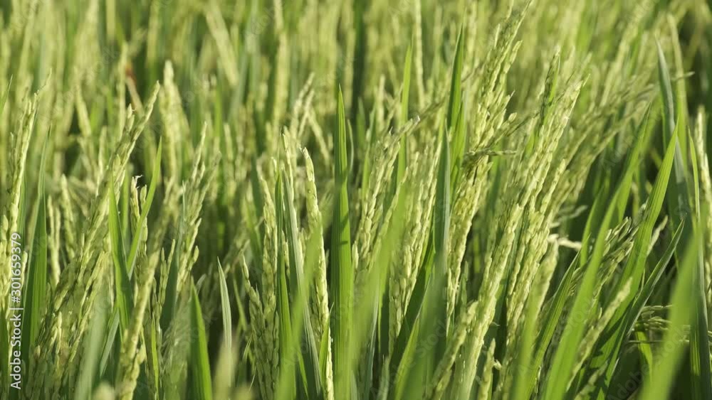 Bright green rice plants in field waving on fresh wind - agriculture, ecology, nature concept close up 4k footage Bright green rice plants in field waving on fresh wind - agriculture, ecology, nature concept close up 4k footage
