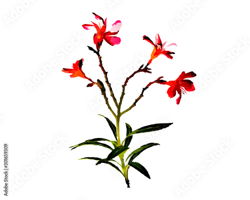 Pink flowers on white background
