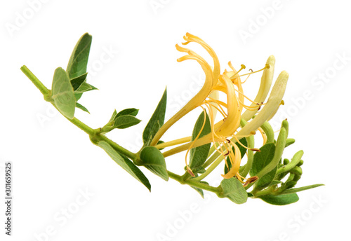 Flowering white-yellow Honeysuckle(Woodbine). Isolated on white background photo