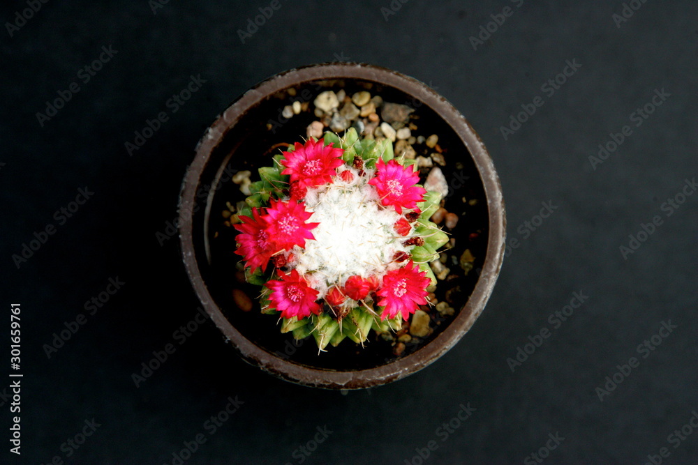 Flowering cactus with colorful flowers