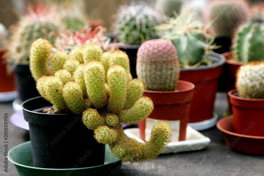 Flowering cactus collection in the greenhouse Flowering cactus collection in the greenhouse