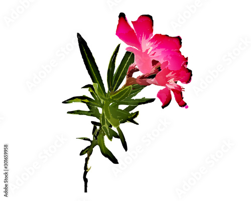 red flower isolated on white background