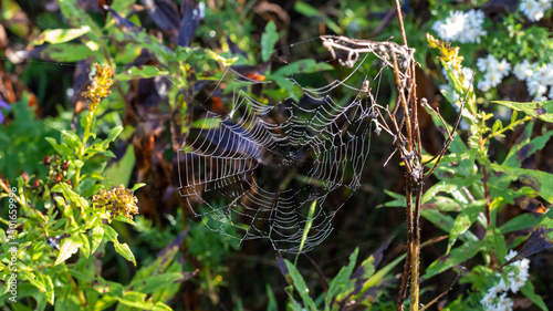 spider in the web