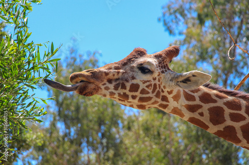 Photography Giraffe tongue
