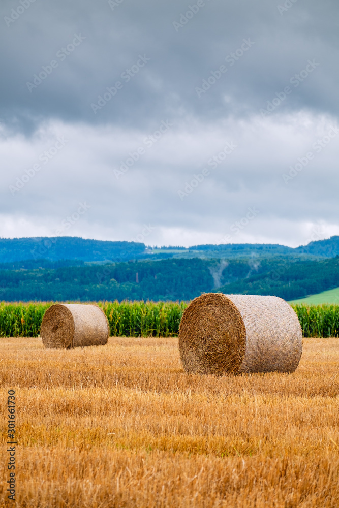 Hay bales on the field after harvest
