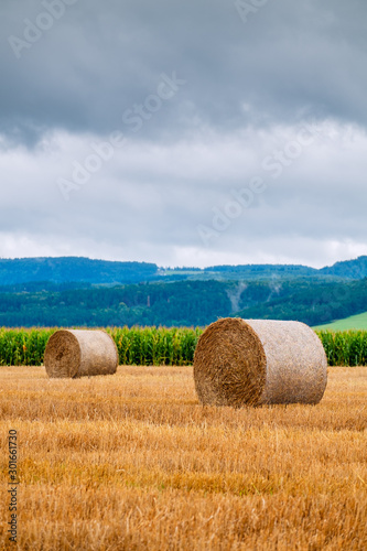 Hay bales on the field after harvest