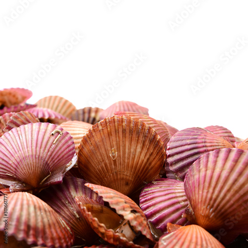 Raw scallop on white background 