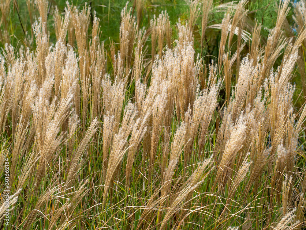 Common reed, Dry reeds. Phragmites australis plants group on the field Common reed, Dry reeds. Phragmites australis plants group on the field