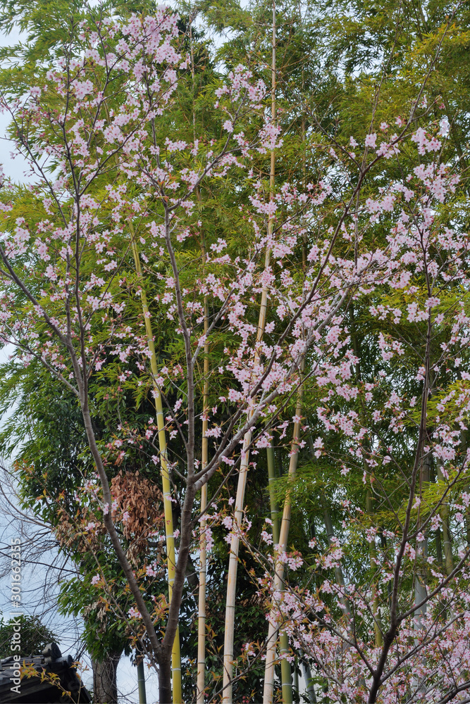 車折神社の桜 車折神社の桜