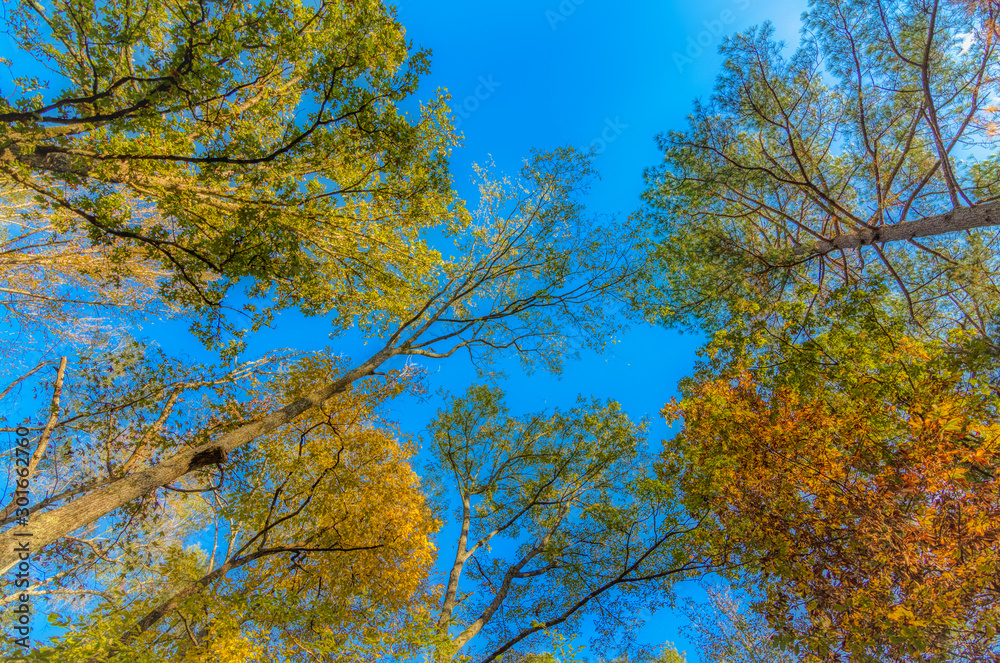 Fototapeta premium Looking up into the trees in the fall with a clear blue sky in the background