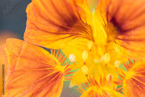 close up of a beautiful orange nasturtium flower blooming in the garden with yellow stamen in the centre photo