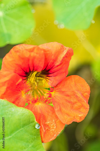 close up of a beautiful orange nasturtiums flower blooming in the garden behind green leaves