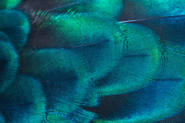 Peacock feathers in closeup (Green peafowl)