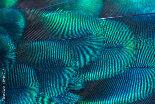 Peacock feathers in closeup (Green peafowl)