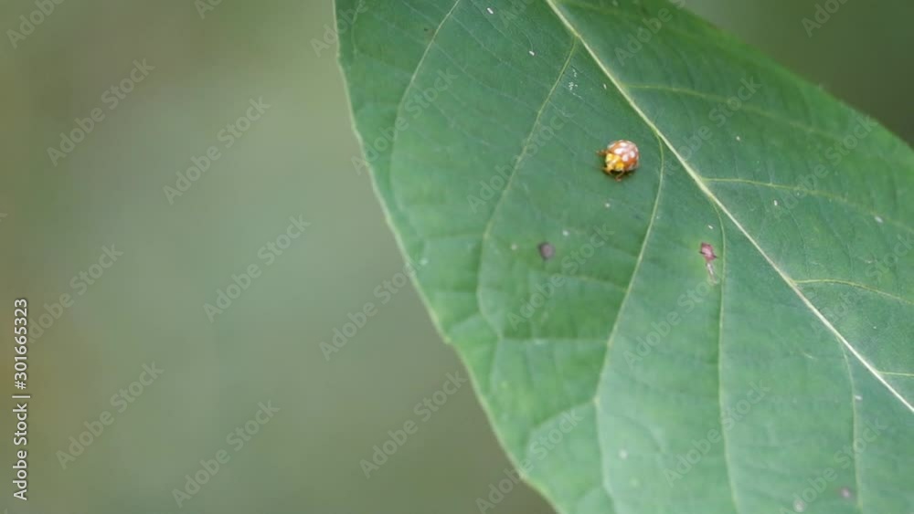 Close up of harmonia axyridis or harlequin ladybeetle walking on green leaf with bokeh on green background Close up of harmonia axyridis or harlequin ladybeetle walking on green leaf with bokeh on green background