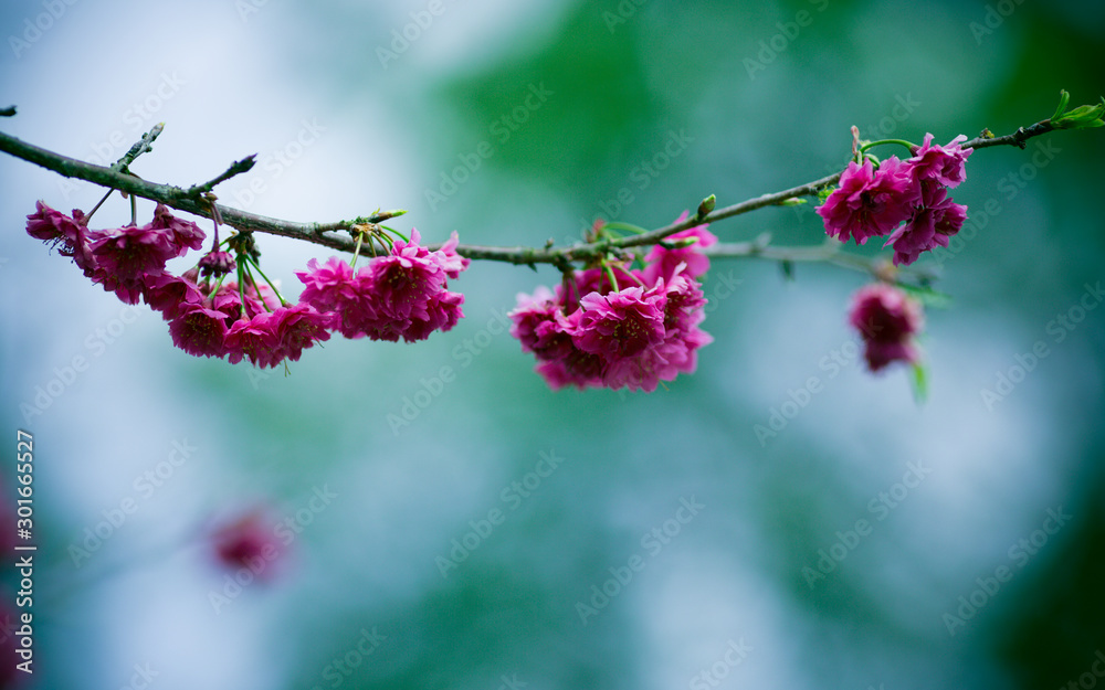 flower, tree, blossom, spring, nature, pink, branch, flowers, cherry, bloom, plant, blooming, red, garden, green, macro, beauty, petal, season, natural, sakura, flora, floral, beautiful, apple flower, tree, blossom, spring, nature, pink, branch, flowers, cherry, bloom, plant, blooming, red, garden, green, macro, beauty, petal, season, natural, sakura, flora, floral, beautiful, apple