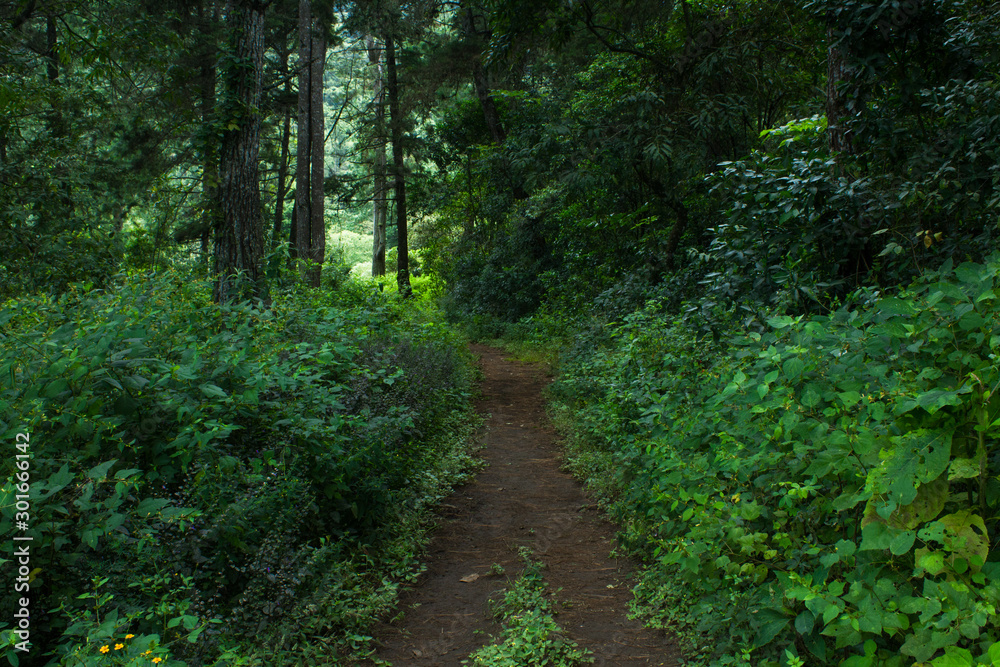 dark road inside the forest surrounded by green bushes dark road inside the forest surrounded by green bushes