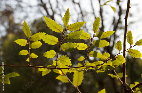 Zelkova carpinifolia, beautiful green foliage in sunlight