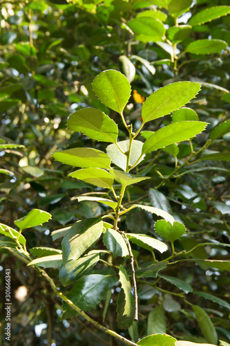 Fototapeta The green  leaves of a false camphor tree, Cinnamomum glanduliferum