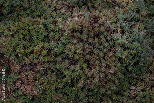 Green background of Abromeitiella lorentziana - Deuterocohnia lorentziana. photo