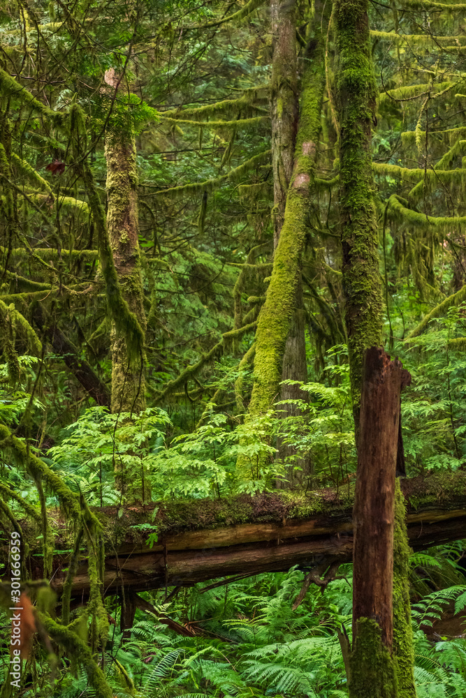 Mountain Trail in British Columbia, Canada. Mountains Background. Mountain Trail in British Columbia, Canada. Mountains Background.