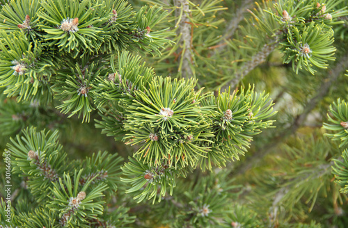 Spruce green branches close-up. New Year theme. Christmas tree