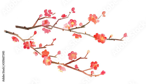 梅の花