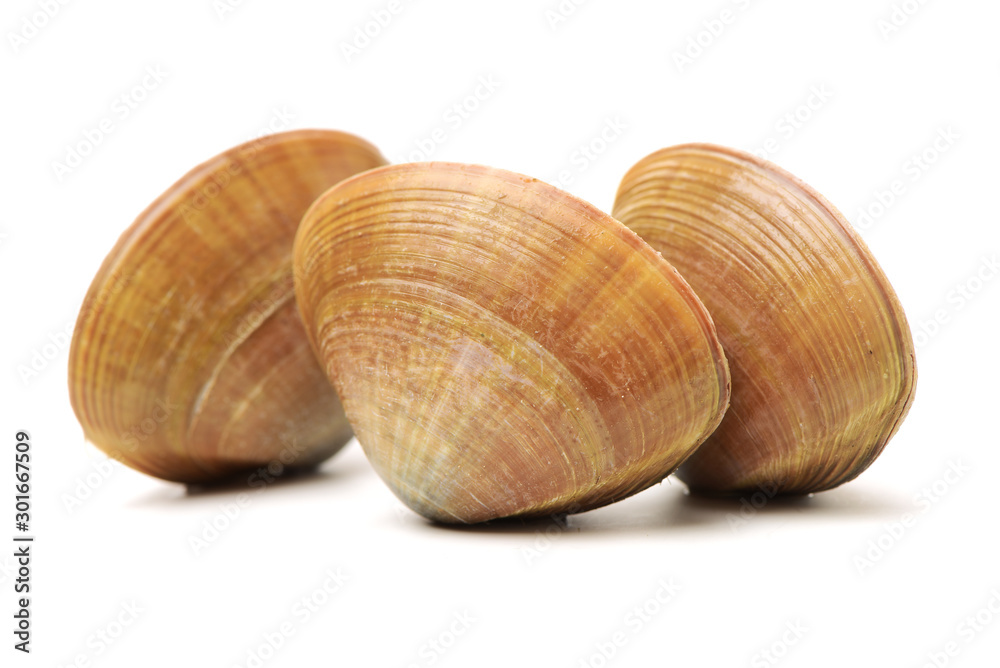 Stacked fresh raw clams on white background Stacked fresh raw clams on white background
