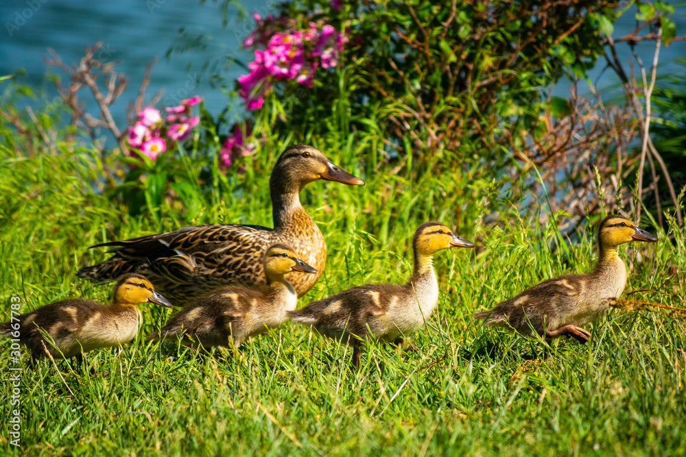 Female Mallard Duck with Four Ducklings by a Lake Female Mallard Duck with Four Ducklings by a Lake