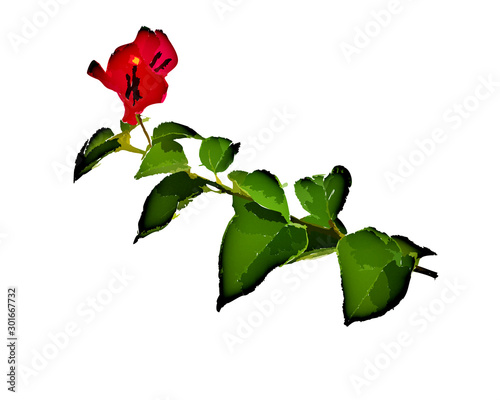 red flower isolated on white background