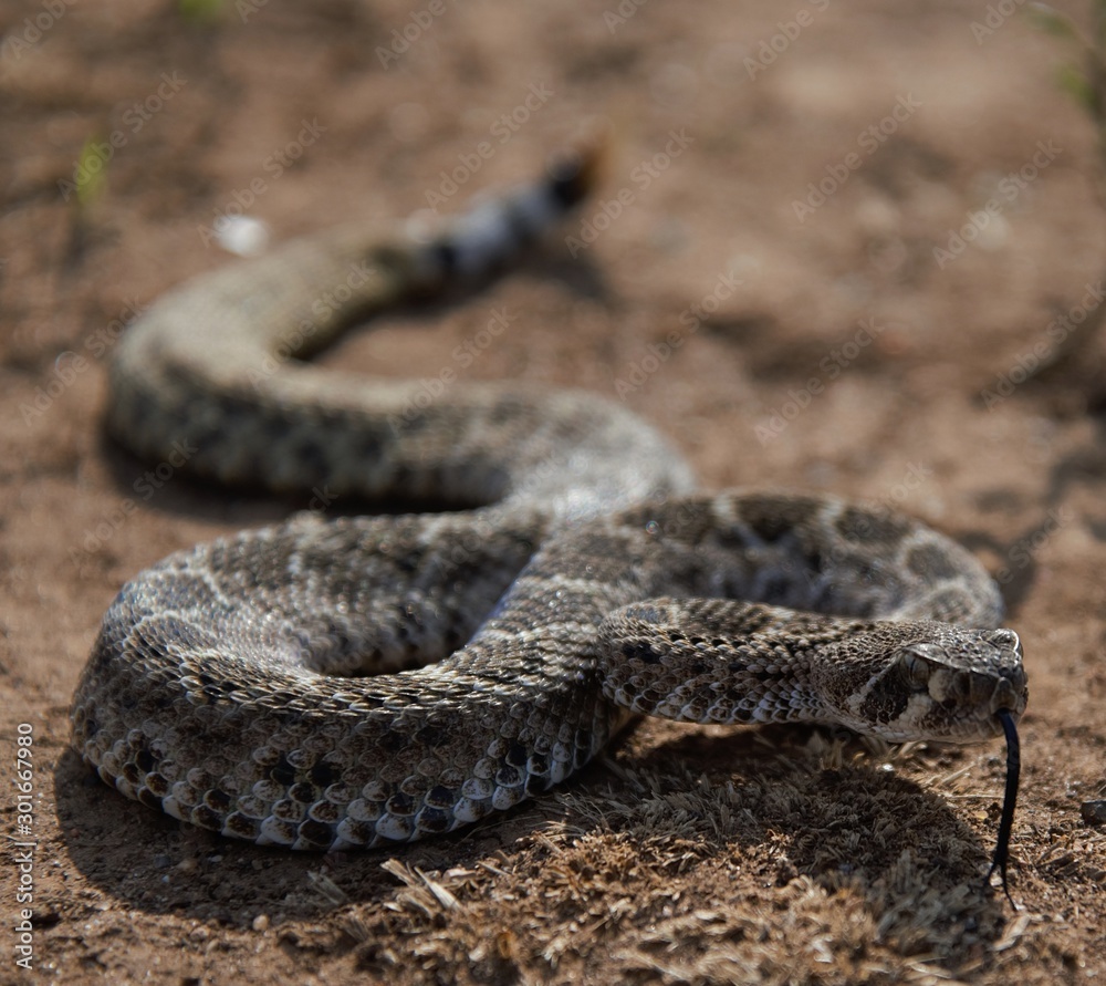 western diamondback rattlesnake western diamondback rattlesnake