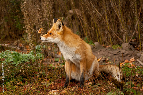 my friend the Fox in September