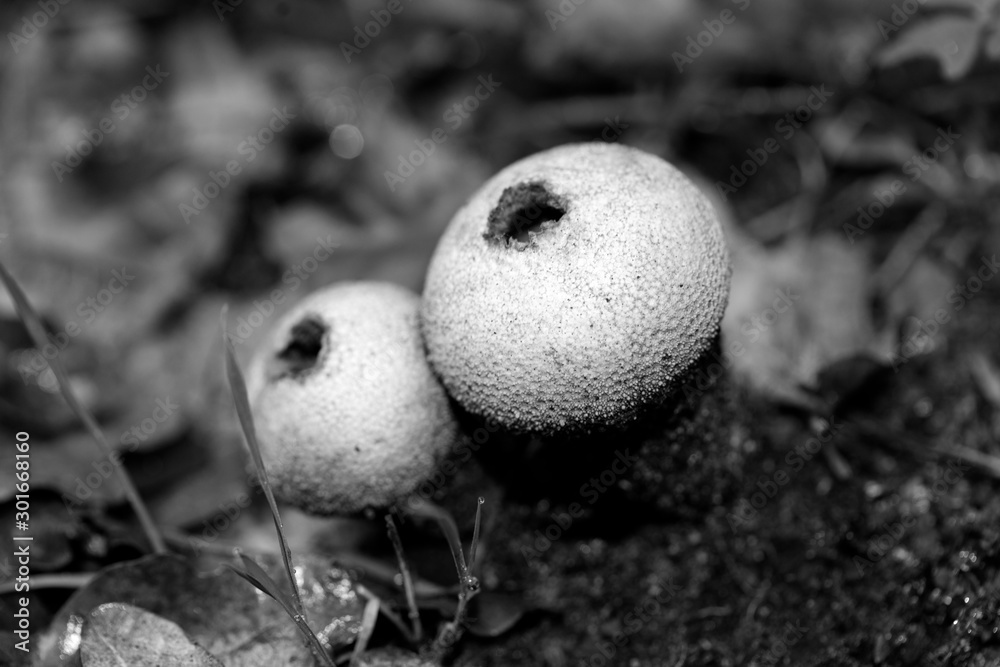 Wild mushrooms in black and white macro background fifty megapixels prints Wild mushrooms in black and white macro background fifty megapixels prints