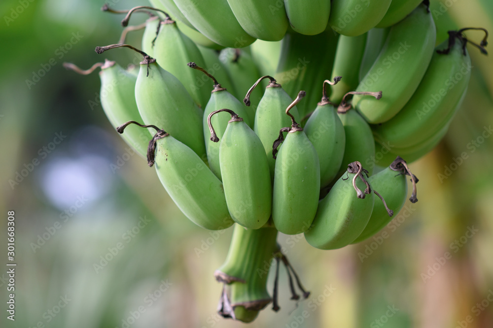 close up fresh banana over banana tree.